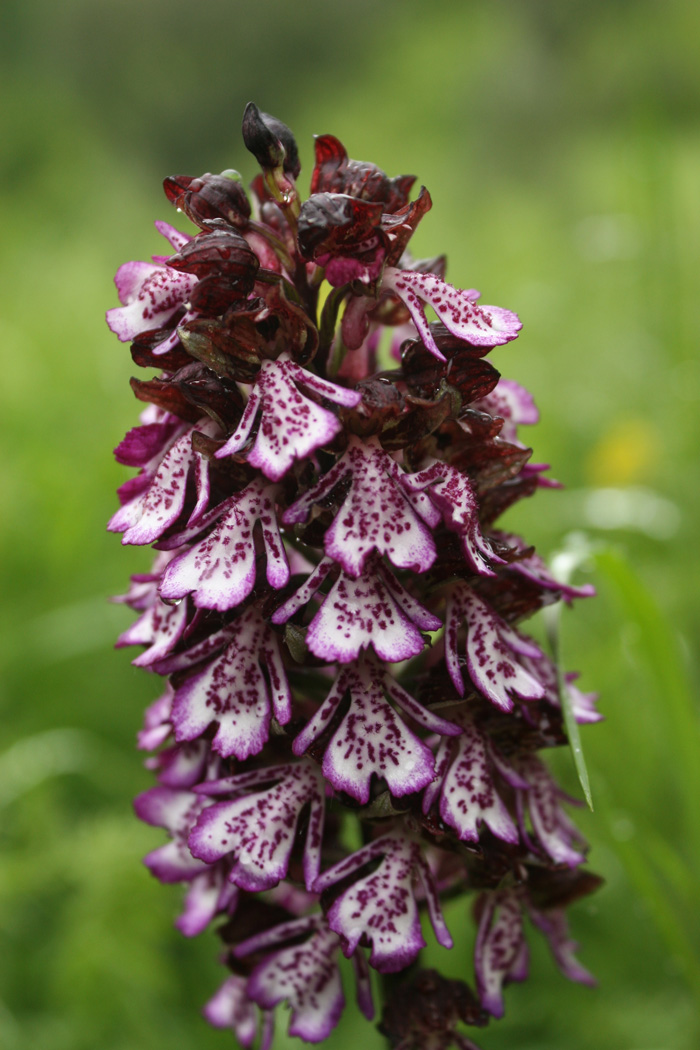 Nuova ID: Orchis purpurea, Faentino (RA)